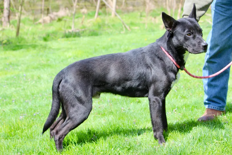 James Bond thumbnail 4