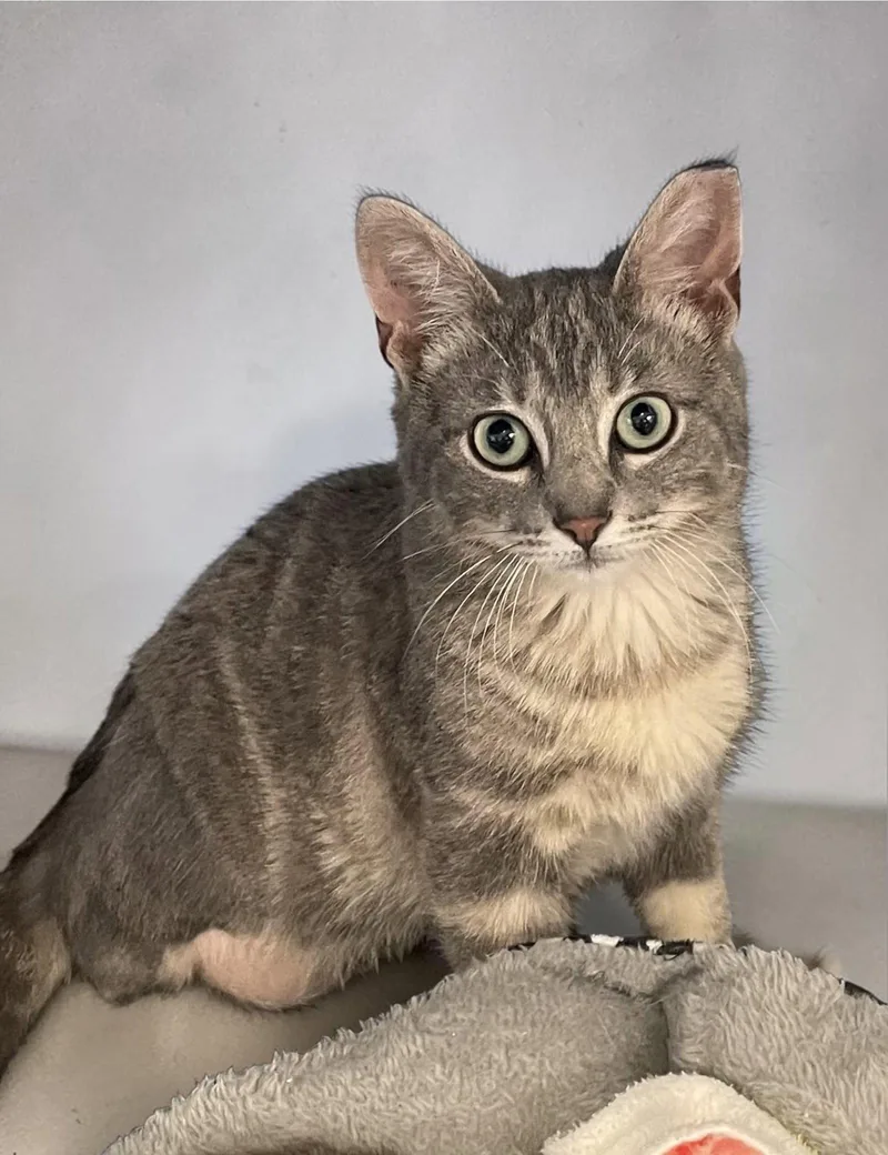 A baby medium-sized male Domestic Short Hair cat named Ollie for adoption in Champaign, IL
