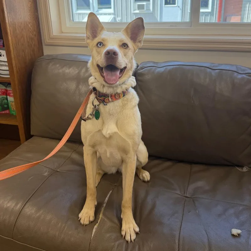 An adult medium-sized female Yellow / Tan / Blond / Fawn Husky dog named Molly for adoption in East Smithfield , PA