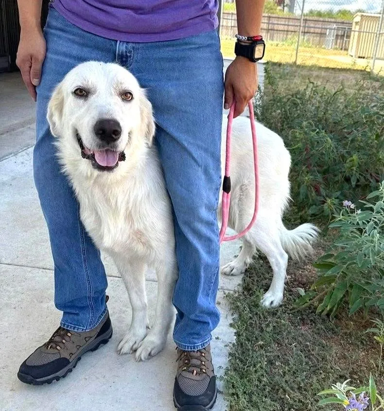 A young large-sized female Great Pyrenees dog named Molly SAT for adoption in Saint Jo, TX