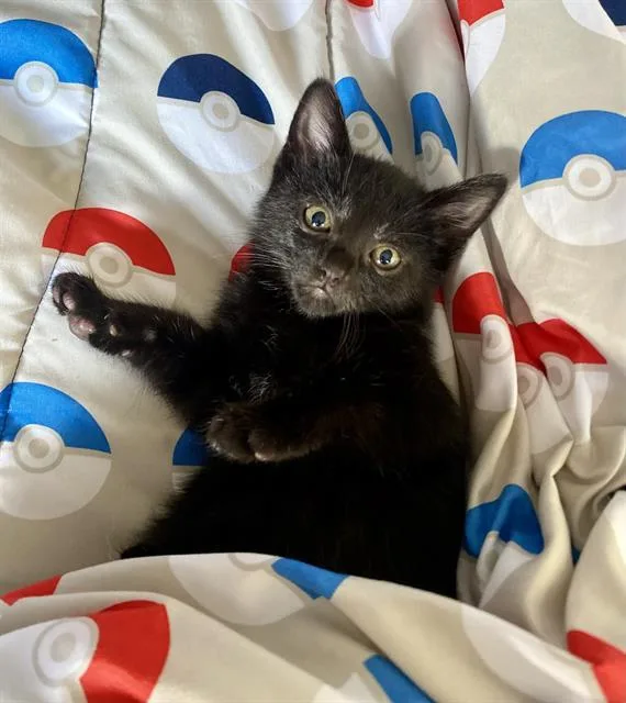 A baby small-sized female Domestic Short Hair cat named Eevee for adoption in Camarillo, CA