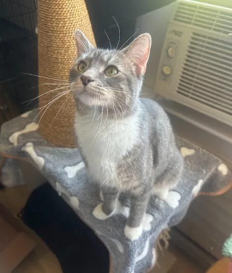 A young medium-sized male Tabby (Gray / Blue / Silver) Tabby cat named Chocolate Chip for adoption in Indianapolis, IN
