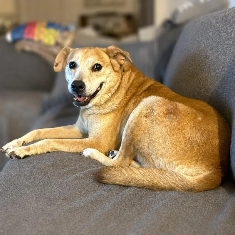 A senior large-sized male Yellow / Tan / Blond / Fawn Labrador Retriever dog named Walter for adoption in Boerne, TX