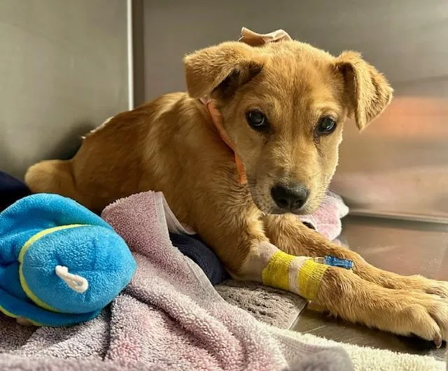 A baby small-sized female Labrador Retriever dog named Stella for adoption in Tucson, AZ