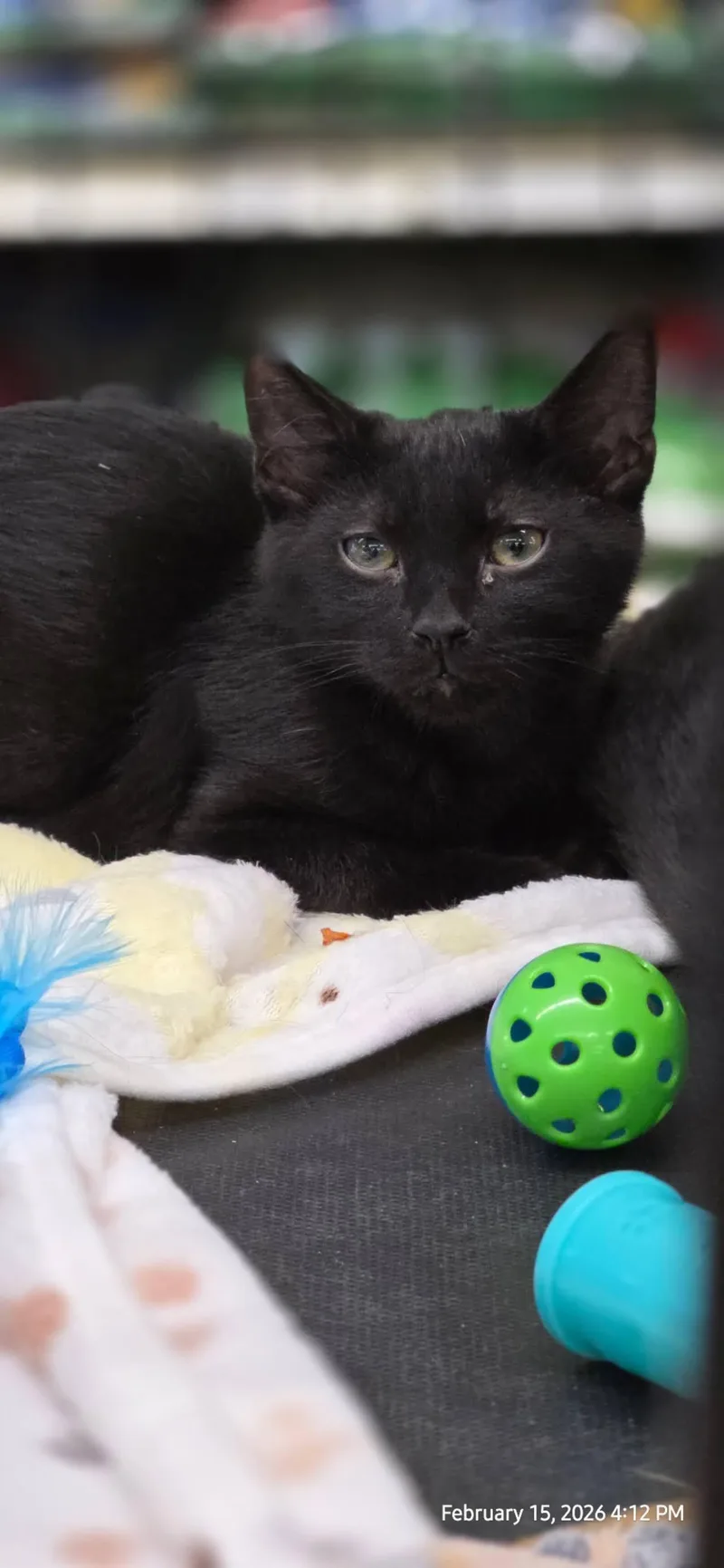 A young medium-sized male Black Domestic Short Hair cat named Nero for adoption in Arlington, TX