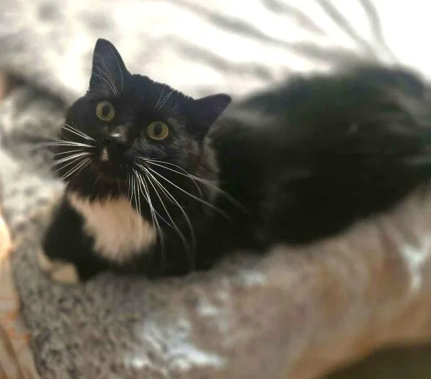 An adult medium-sized male Black & White / Tuxedo Domestic Long Hair cat named Milo for adoption in Anchorage, AK