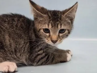 A baby small-sized male Domestic Short Hair cat named Pint for adoption in Woodbury, MN
