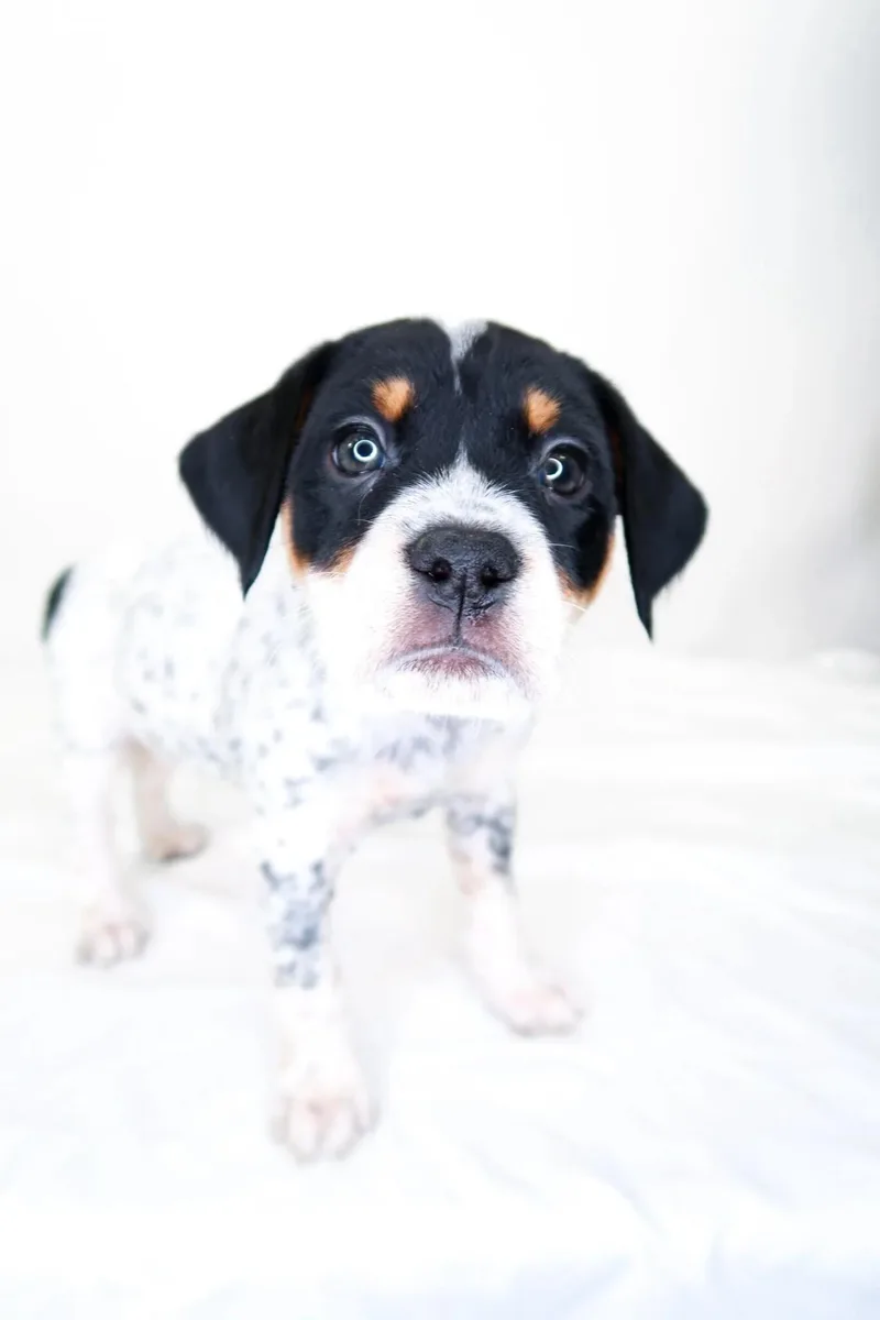 A baby medium-sized female Tricolor (Brown, Black, & White) Wirehaired Terrier dog named Reba Mcentire for adoption in Bixby, OK