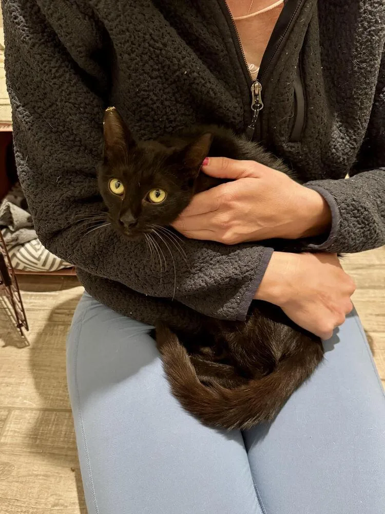 A baby small-sized female Black Bombay cat named Pepper for adoption in Lancaster, CA