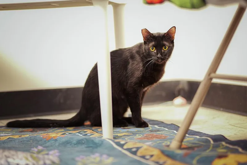 Pepper thumbnail 4