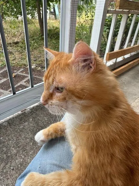 An adult large-sized male Orange & White Domestic Medium Hair cat named Buddy for adoption in Beaverton, OR