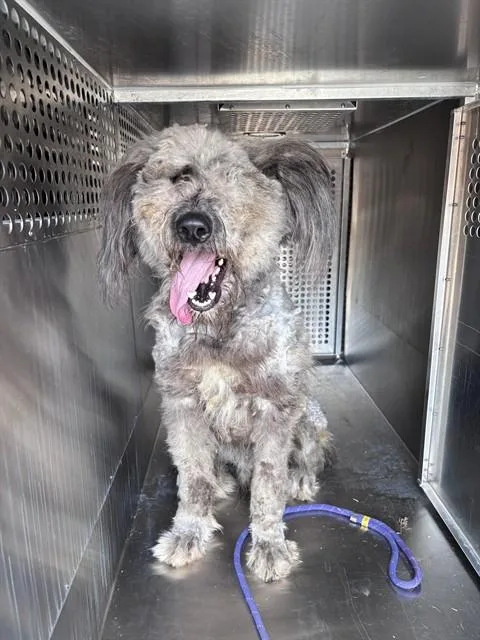 A young large-sized male Poodle dog named Arlo for adoption in Oklahoma City, OK