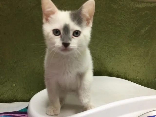 A baby small-sized male Domestic Short Hair cat named Van Halen for adoption in Riverside, CA