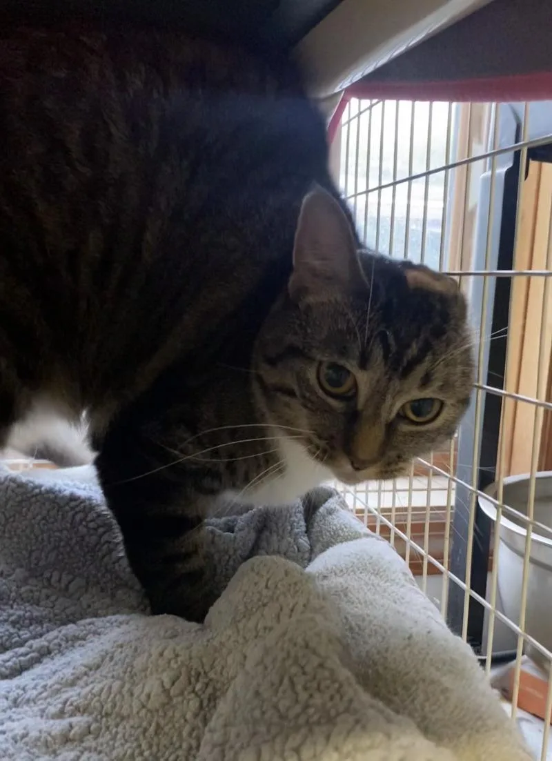 An adult medium-sized female Domestic Short Hair cat named Precious for adoption in Cortland, NY