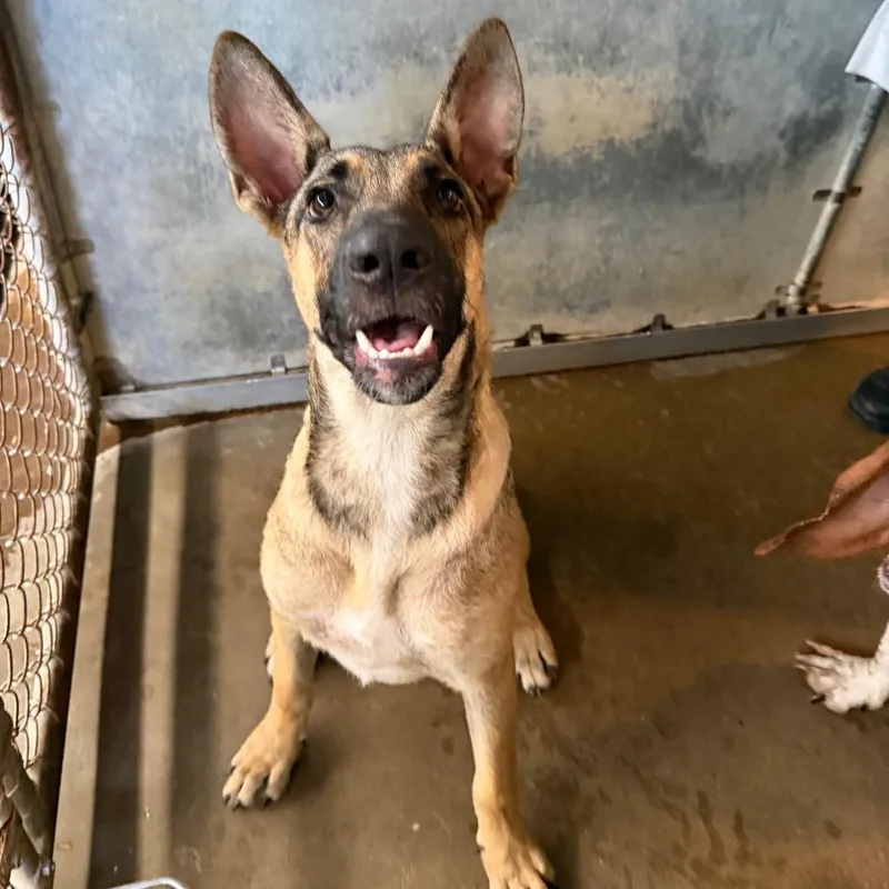 A young medium-sized female Brown / Chocolate Shepherd dog named Willow for adoption in Edinburg, TX