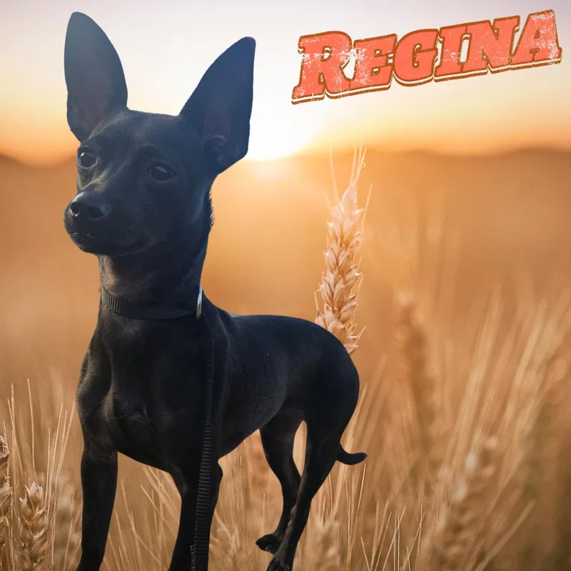 An adult small-sized female Chihuahua dog named Regina for adoption in South Padre Island, TX