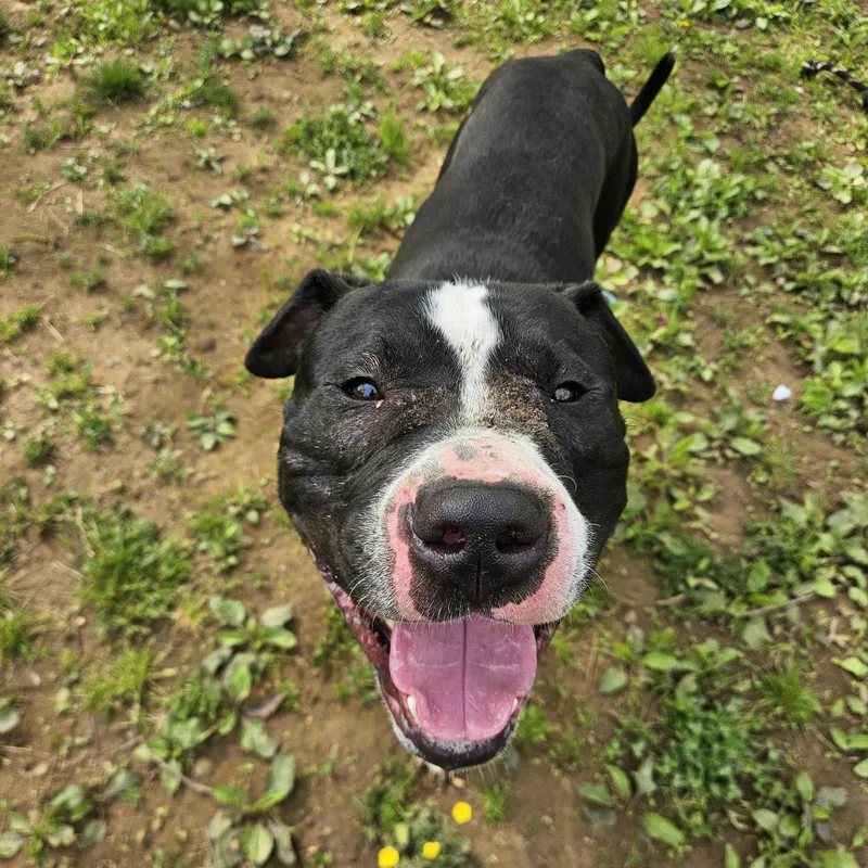 A young large-sized male Black Pit Bull Terrier dog named Joker for adoption in Phoenixville, PA