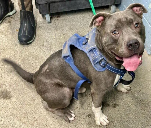 An adult large-sized male Pit Bull Terrier dog named Hades for adoption in Woodland, CA