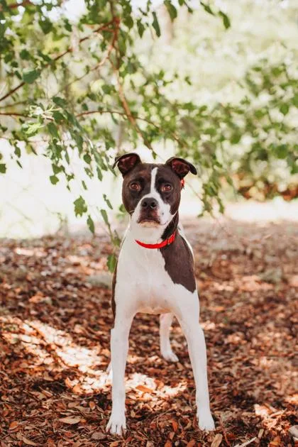An adult small-sized male American Staffordshire Terrier dog named a Marshmallow for adoption in North Charleston, SC
