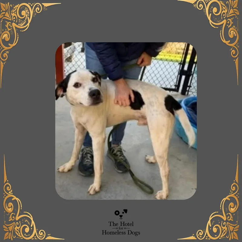 A young medium-sized male White / Cream American Staffordshire Terrier dog named Bruno for adoption in Cumberland, RI
