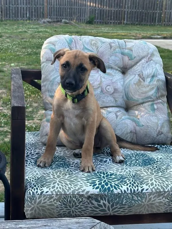A baby large-sized female Labrador Retriever dog named Ginger for adoption in Collingswood, NJ