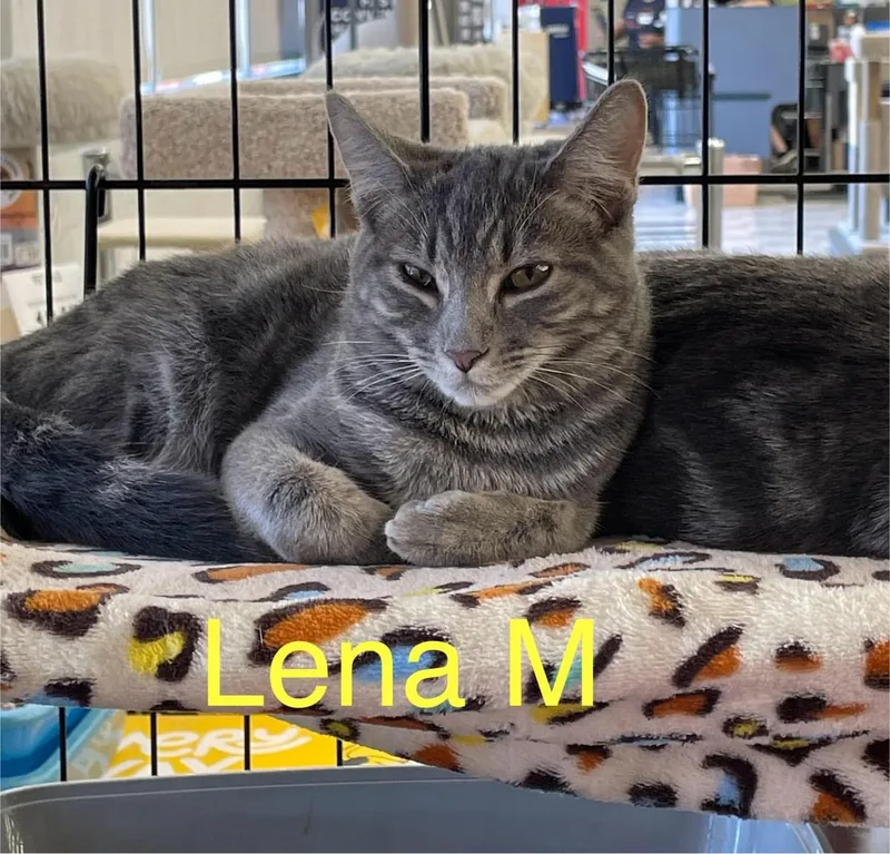 An adult medium-sized female Gray / Blue / Silver Domestic Short Hair cat named Lena M. for adoption in Sacramento, CA