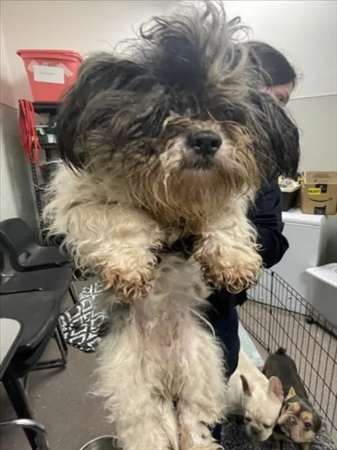 A young medium-sized female Shih Tzu dog named Mi Amore for adoption in Tracy, CA