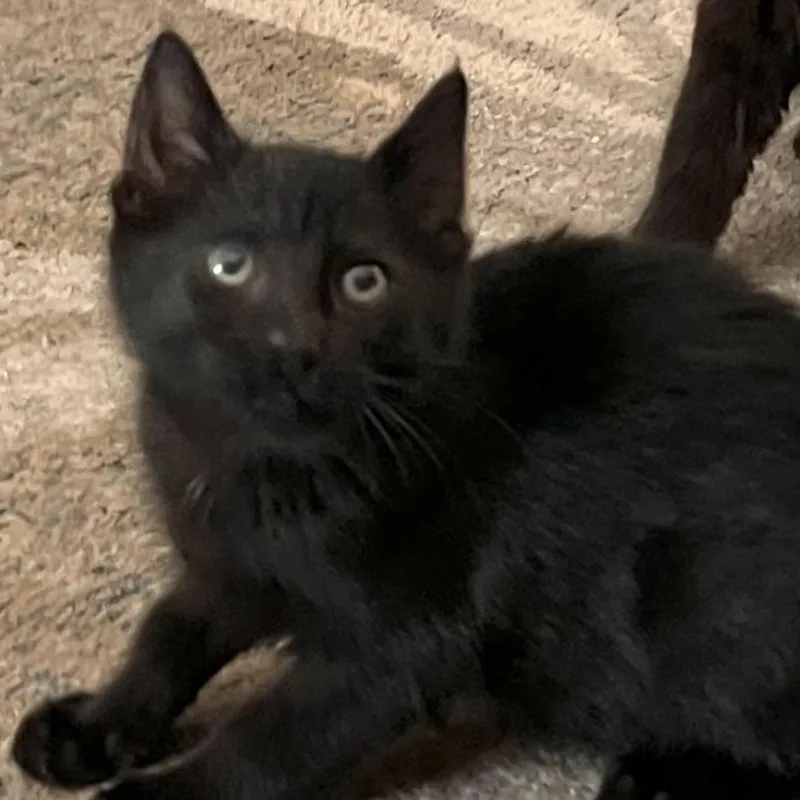 A baby small-sized male Domestic Short Hair cat named Binx for adoption in Santa Rosa, CA