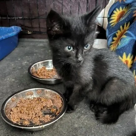 Binx thumbnail 2
