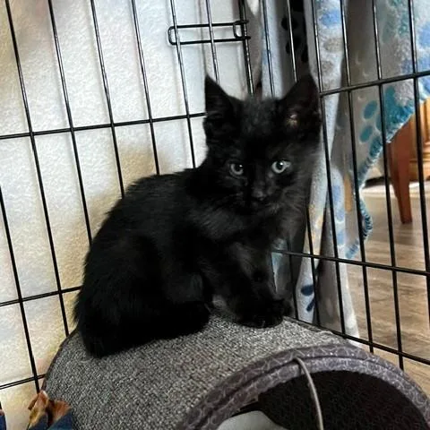 Binx thumbnail 3
