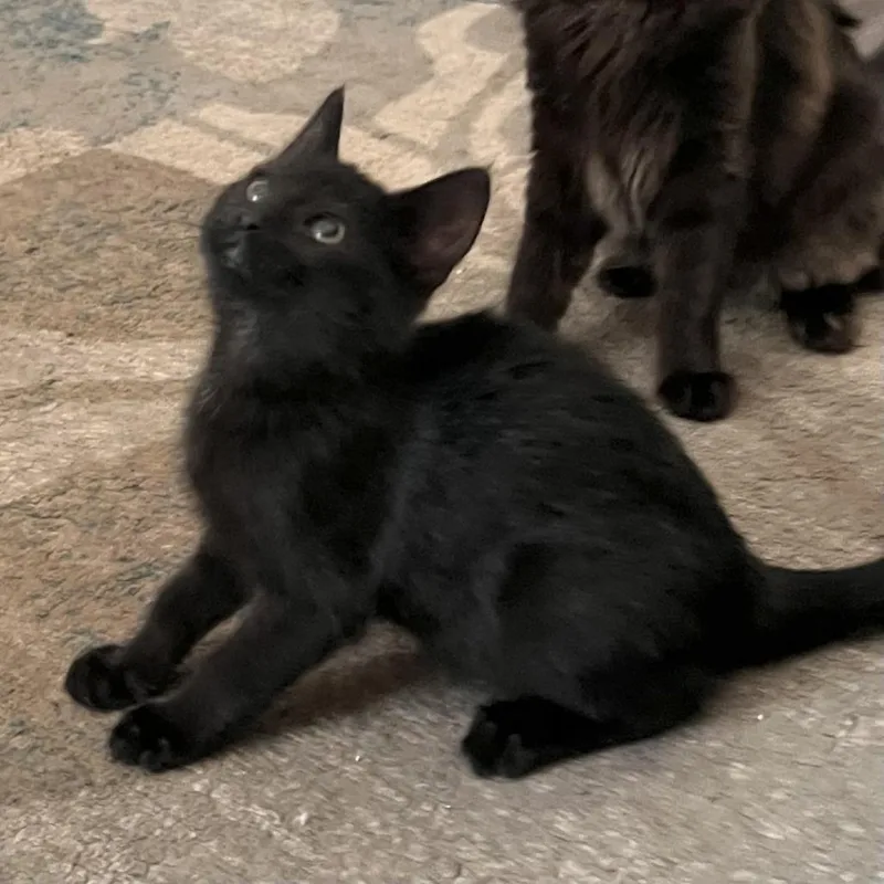 Binx thumbnail 4