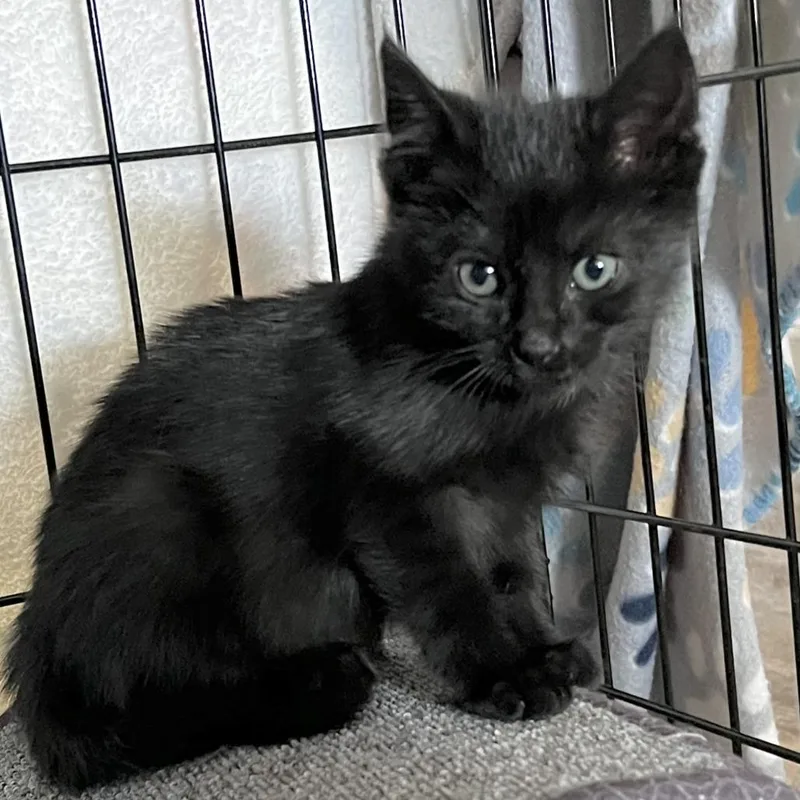 Binx thumbnail 5