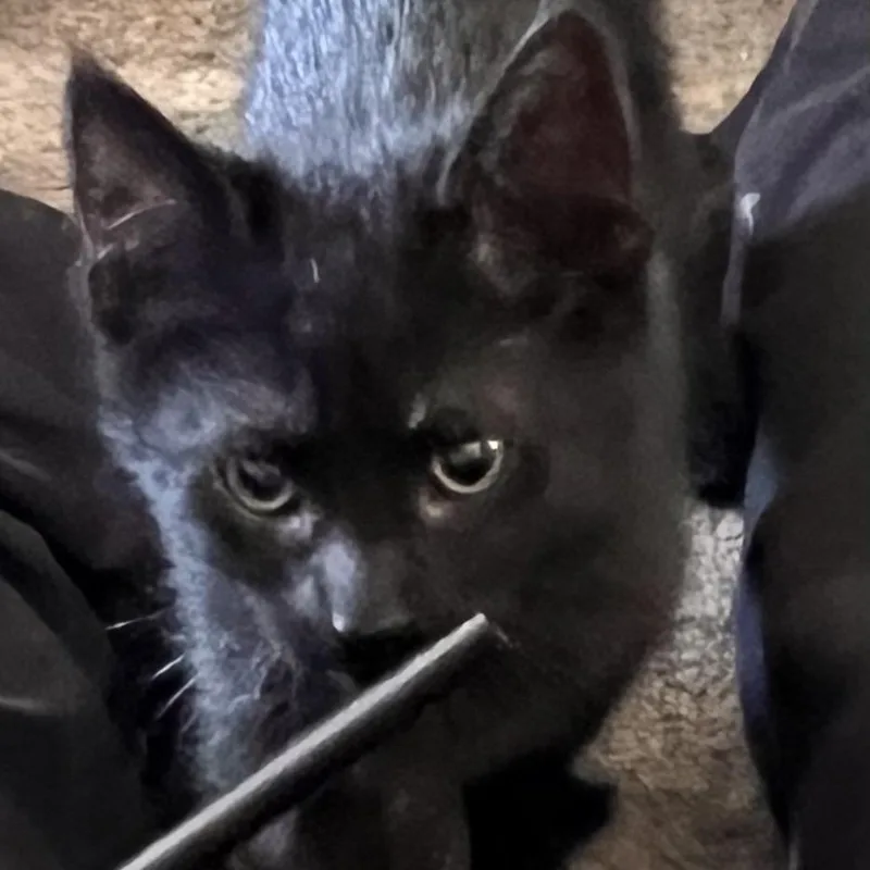 Binx thumbnail 6