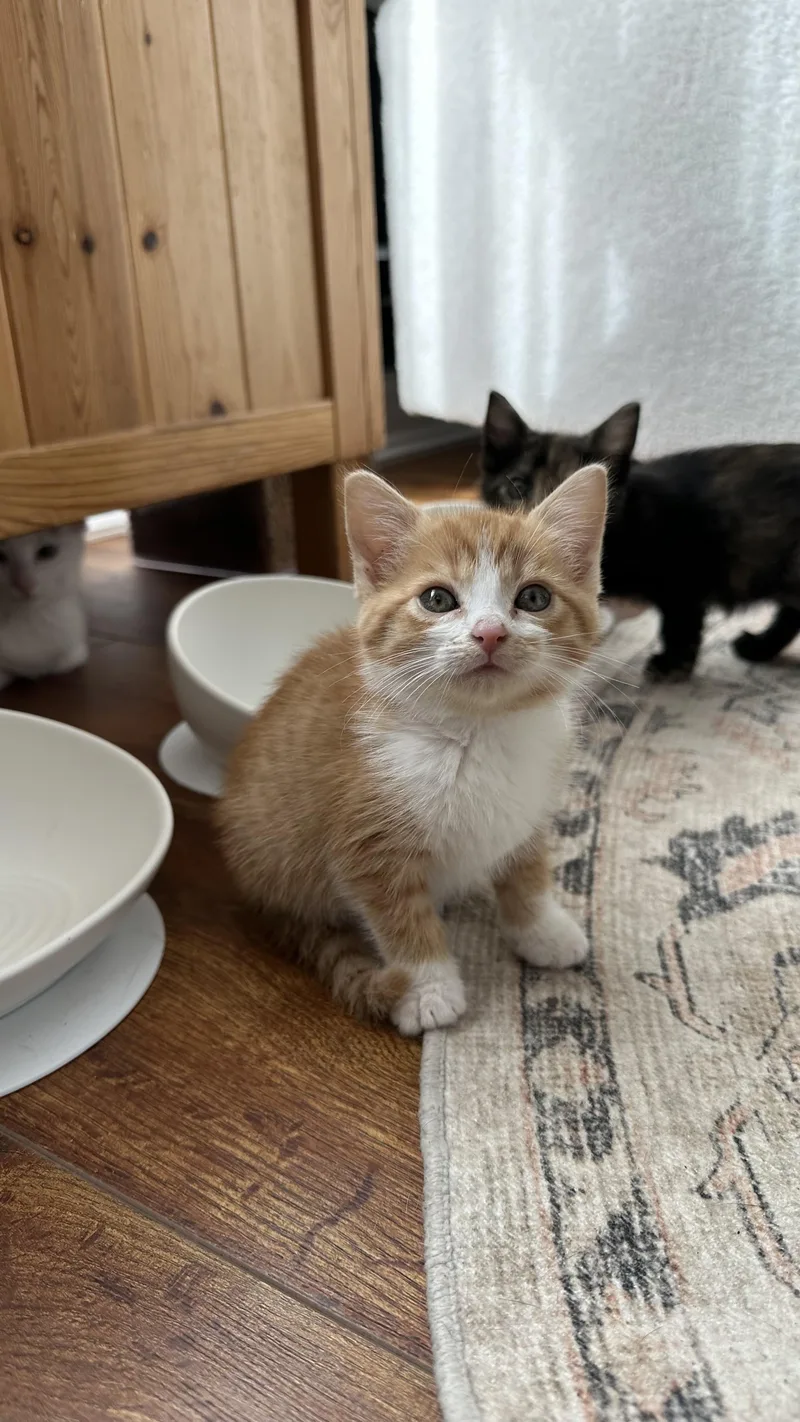 A baby medium-sized male Domestic Medium Hair cat named Corn Dog for adoption in Crystal Lake, IL