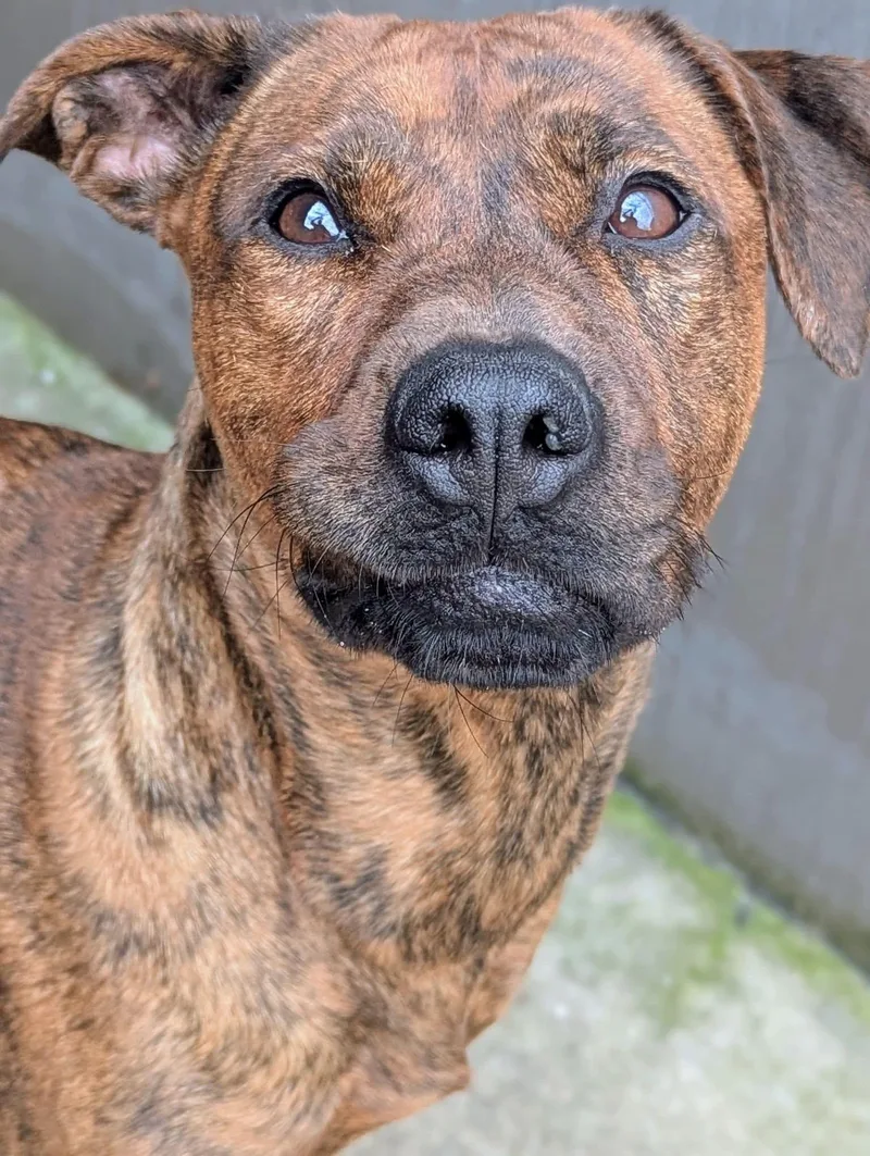 An adult medium-sized female Brindle Pit Bull Terrier dog named Monza for adoption in Chicago, IL