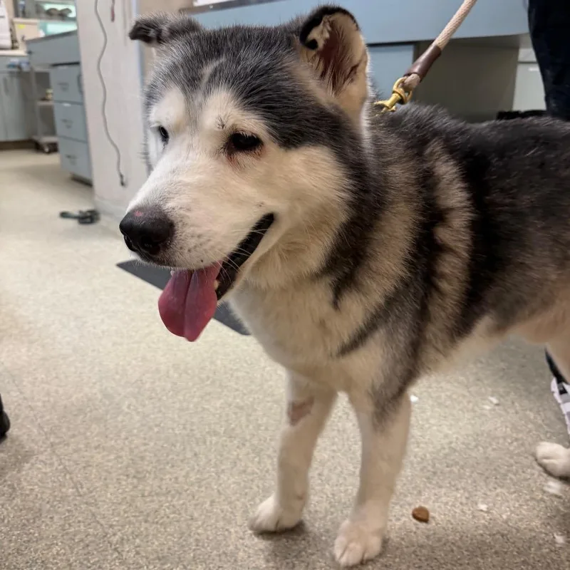 An adult large-sized male Mixed Breed dog named Buddy for adoption in Jacksonville, FL