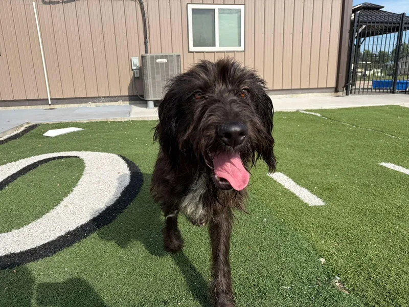 A young medium-sized male Poodle dog named Yankee for adoption in Seward, NE