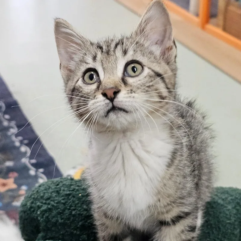 A baby medium-sized female White Domestic Short Hair cat named Dear Prudence for adoption in Toledo, OH