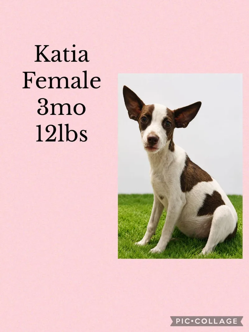 A young small-sized female Mixed Breed dog named Katia for adoption in San Juan, PR