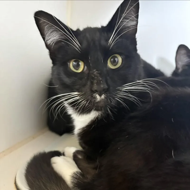A young medium-sized male Black & White / Tuxedo Domestic Short Hair cat named Wybie Lovat for adoption in Grass Valley, CA