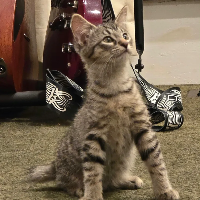A baby medium-sized male Domestic Short Hair cat named Trix for adoption in Warrior, AL