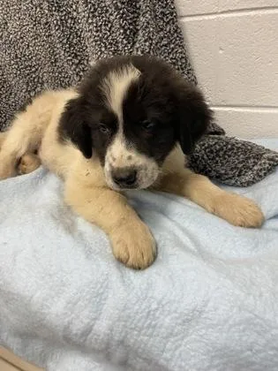 An adult large-sized male Great Pyrenees dog named Benson Boone for adoption in Spruce Pine, NC