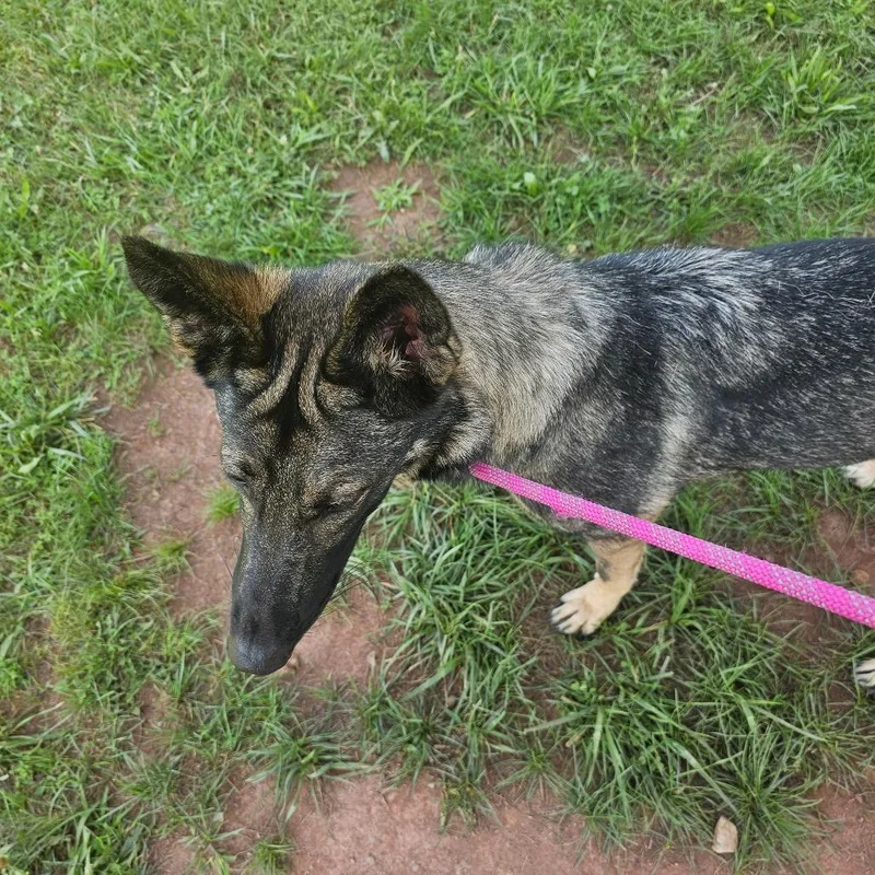 An adult large-sized female Sable German Shepherd Dog dog named Charmaine for adoption in York, PA