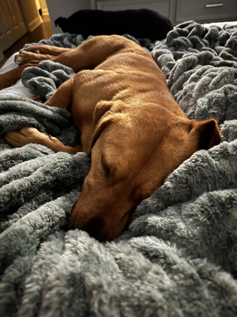An adult medium-sized male Red / Chestnut / Orange Labrador Retriever dog named Levi for adoption in Athens, TX