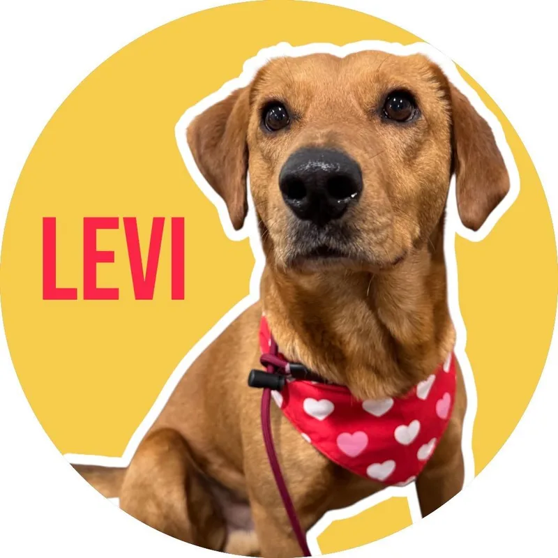 Levi thumbnail 4