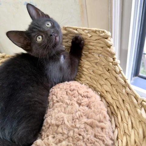A baby small-sized female Black Domestic Short Hair cat named Sylvia C for adoption in Princeton, MN