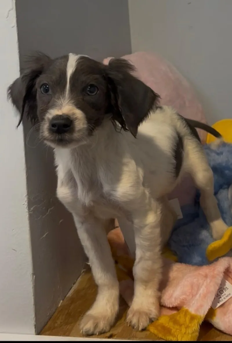 A baby small-sized female Cocker Spaniel dog named Winnie for adoption in Troy, MI