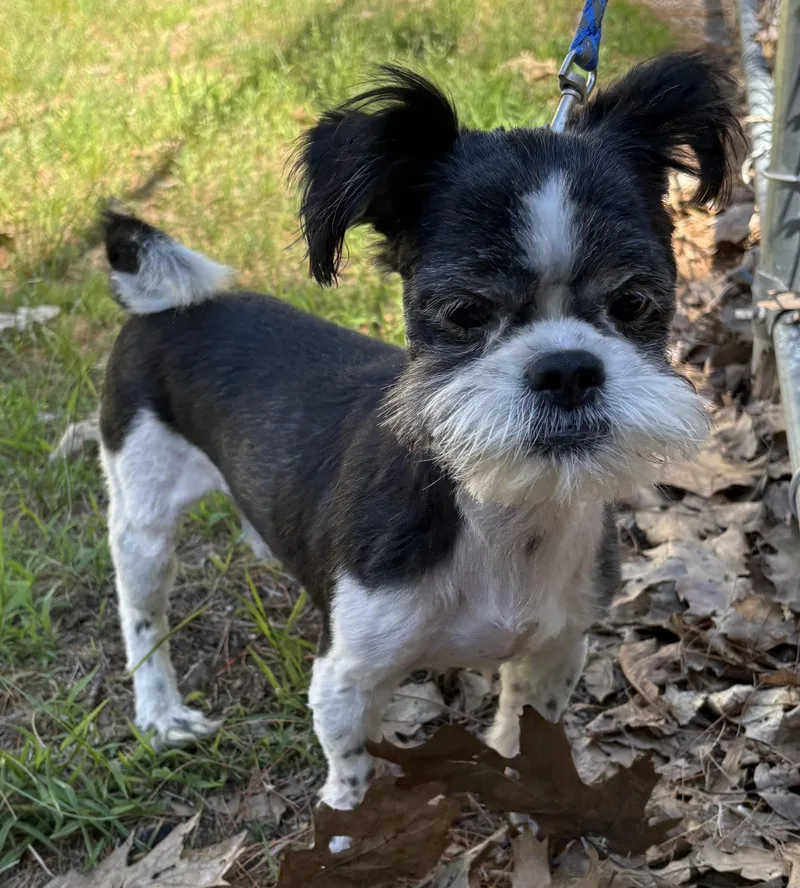 An adult small-sized male Black Shih Tzu dog named Ozzy for adoption in Mansfield, CT