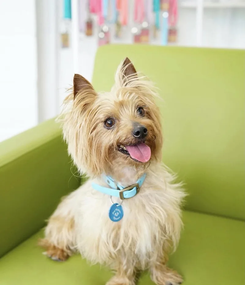 A young small-sized male Yorkshire Terrier dog named Desi for adoption in Pasadena, CA