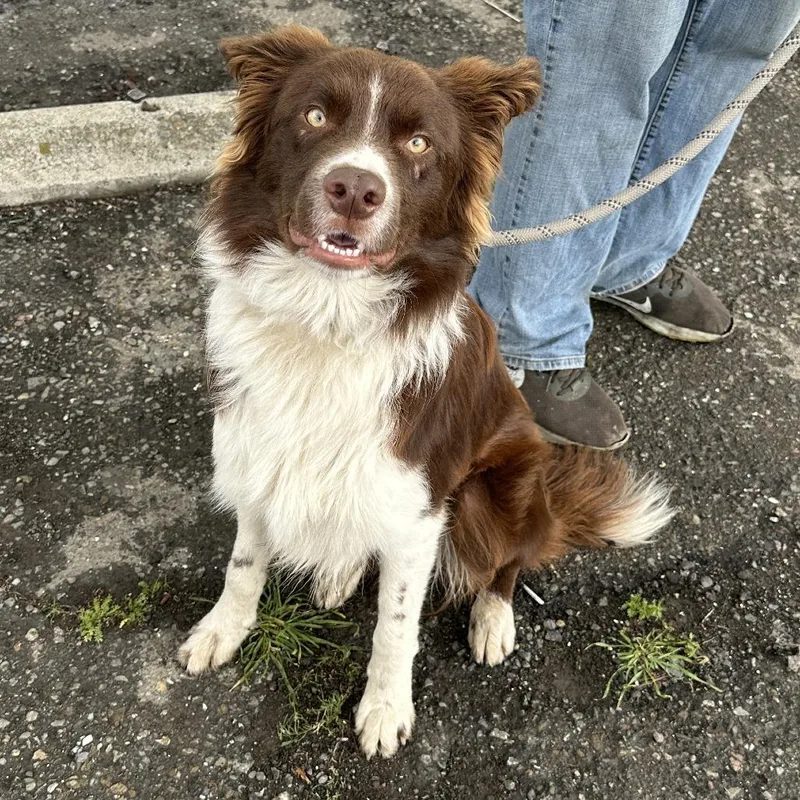 An adult medium-sized male Red / Chestnut / Orange Border Collie dog named Milo for adoption in San Francisco, CA